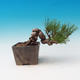Venkovní bonsai-Pinus thunbergii - Borovice thunbergova - 2/3