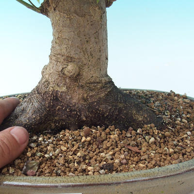 Venkovní bonsai - Acer palmatum-Javor dlanitolistý - 2