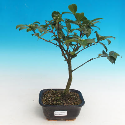 Pokojová bonsai-Camellia euphlebia-Kamélie - 2