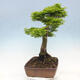 Venkovní bonsai -Javor dlanitolistý Acer palmatum Shishigashira - 2/7