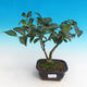 Pokojová bonsai-Camellia euphlebia-Kamélie - 2/2