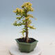 Pokojová bonsai -Ligustrum Aurea - Ptačí zob - 2/6