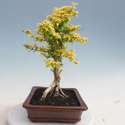 Pokojová bonsai -Ligustrum Aurea - Ptačí zob - 2
