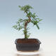 Pokojová bonsai - Zantoxylum piperitum - pepřovník - 2/7