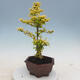 Pokojová bonsai -Ligustrum Aurea - Ptačí zob - 2/6