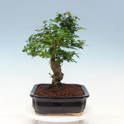 Pokojová bonsai -Ligustrum chinensis - Ptačí zob - 2