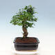 Pokojová bonsai -Ligustrum chinensis - Ptačí zob - 2/6