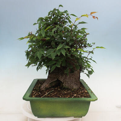 Venkovní bonsai - Zelkova - Zelkova serrata - 2