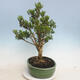 Pokojová bonsai - Buxus harlandii - korkový buxus - 2/6