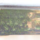 Keramická bonsai miska 20,5 x 15 x 7 cm, barva zelená - 2/3
