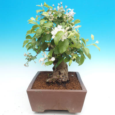 Venkovní bonsai -Maloplodá jabloň - Malus halliana - 2