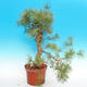 Yamadori - Borovice lesní - Pinus sylvestris - 2/5