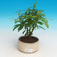 Pokojová bonsai-PUNICA granatum nana-Granátové jablko - 2/3