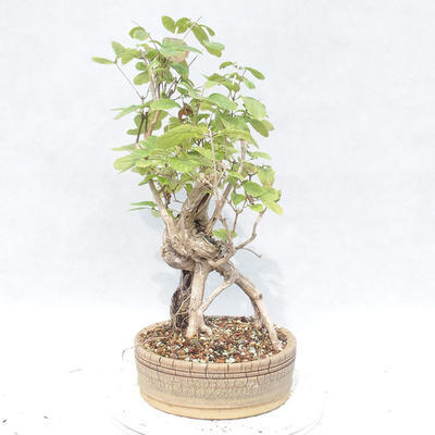 Venkovní bonsai - zimolez - Lonicera - 2