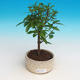 Pokojová bonsai-PUNICA granatum nana-Granátové jablko - 2/3