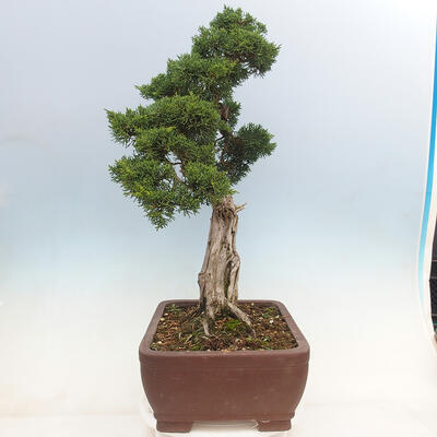 Venkovní bonsai - Juniperus chinensis Kishu-Jalovec čínský - 2