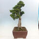 Venkovní bonsai - Juniperus chinensis Kishu-Jalovec čínský - 2/5