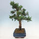Venkovní bonsai - Juniperus chinensis -Jalovec čínský - 2/4