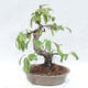 Venkovní  bonsai -  Pseudocydonia sinensis - Kdouloň čínská - 2/5