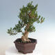 Pokojová bonsai - Buxus harlandii - korkový buxus - 2/5