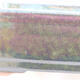 Keramická bonsai miska 15,5 x 11,5 x 6 cm, barva zelená - 2/3