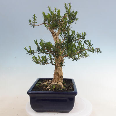 Pokojová bonsai - Buxus harlandii - korkový buxus - 2