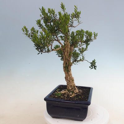 Pokojová bonsai - Buxus harlandii - korkový buxus - 2