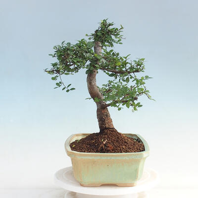Pokojová bonsai - Ulmus parvifolia - Malolistý jilm - 2