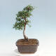 Pokojová bonsai - Ulmus parvifolia - Malolistý jilm - 2/6