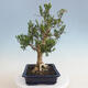 Pokojová bonsai - Buxus harlandii - korkový buxus - 2/7