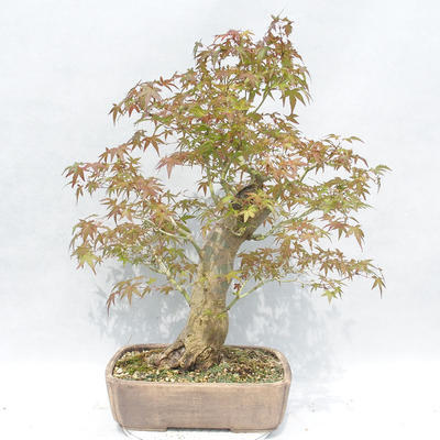 Venkovní bonsai -Javor dlanitolistý Acer palmatum - 2