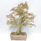 Venkovní bonsai -Javor dlanitolistý Acer palmatum - 2/5