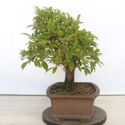 Venkovní bonsai - Mahalebka - Prunus mahaleb - 2
