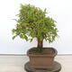 Venkovní bonsai - Mahalebka - Prunus mahaleb - 2/4
