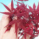 Venkovní bonsai - Acer palm. Atropurpureum-Javor dlanitolistý - 2/2