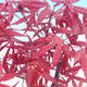 Venkovní bonsai - Acer palm. Atropurpureum-Javor dlanitolistý červený - 2/3