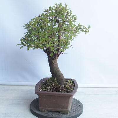 Vonkajšie bonsai - Mahalebka - Prunus mahalieb - 2