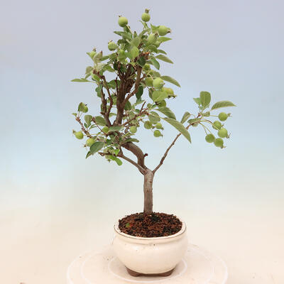 Venkovní bonsai -Malus halliana - Maloplodá jabloň - 2