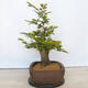 Venkovní bonsai - Habr obecný - Carpinus betulus - 2/5