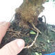 Pokojová bonsai - Olea europaea sylvestris -Oliva evropská drobnolistá - 2/7