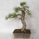 Venkovní bonsai -Larix decidua - Modřín opadavý - 2/5