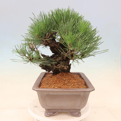 Venkovní bonsai - Pinus thunbergii corticosa - borovice korková - 2