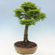 Venkovní bonsai -Javor dlanitolistý Acer palmatum Shishigashira - 2/6