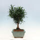 Pokojová bonsai - Podocarpus - Kamenný tis - 2/7