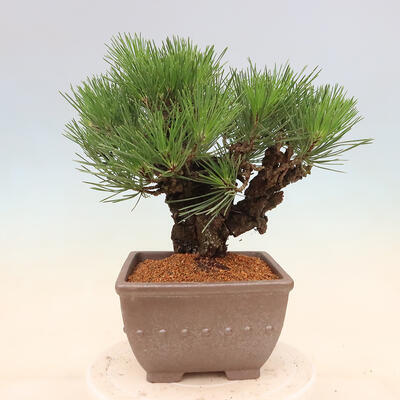 Venkovní bonsai - Pinus thunbergii corticosa - borovice korková - 2