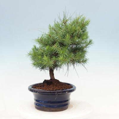 Pokojová bonsai-Pinus halepensis-Borovice alepská - 2