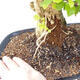 Pokojová bonsai - Duranta erecta Aurea - 2/4