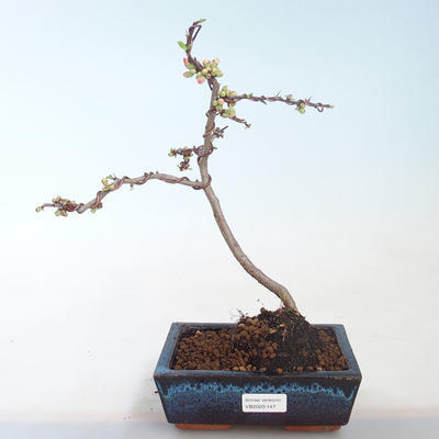 Venkovní bonsai - Chaenomeles spec. Rubra - Kdoulovec VB2020-147 - 2