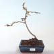 Venkovní bonsai - Chaenomeles spec. Rubra - Kdoulovec VB2020-147 - 2/3