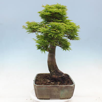 Venkovní bonsai -Javor dlanitolistý Acer palmatum Shishigashira - 2